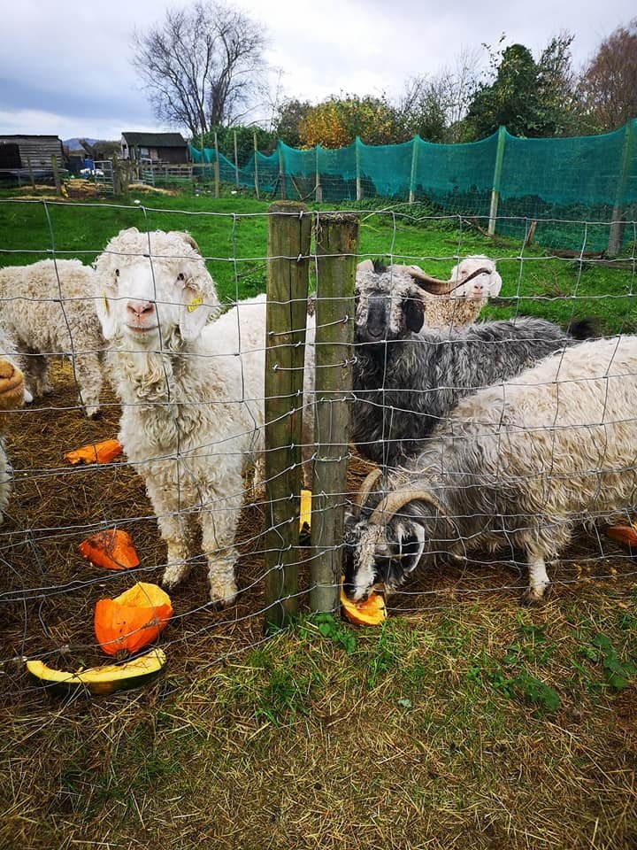 Enjoying pumpkins