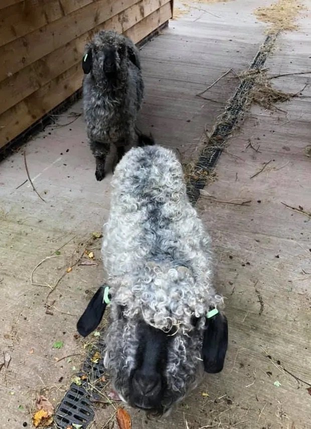 Two unusual grey-fleeced goats