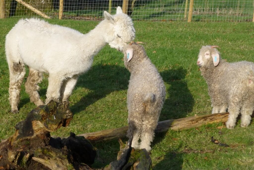 Best friends with an alpaca