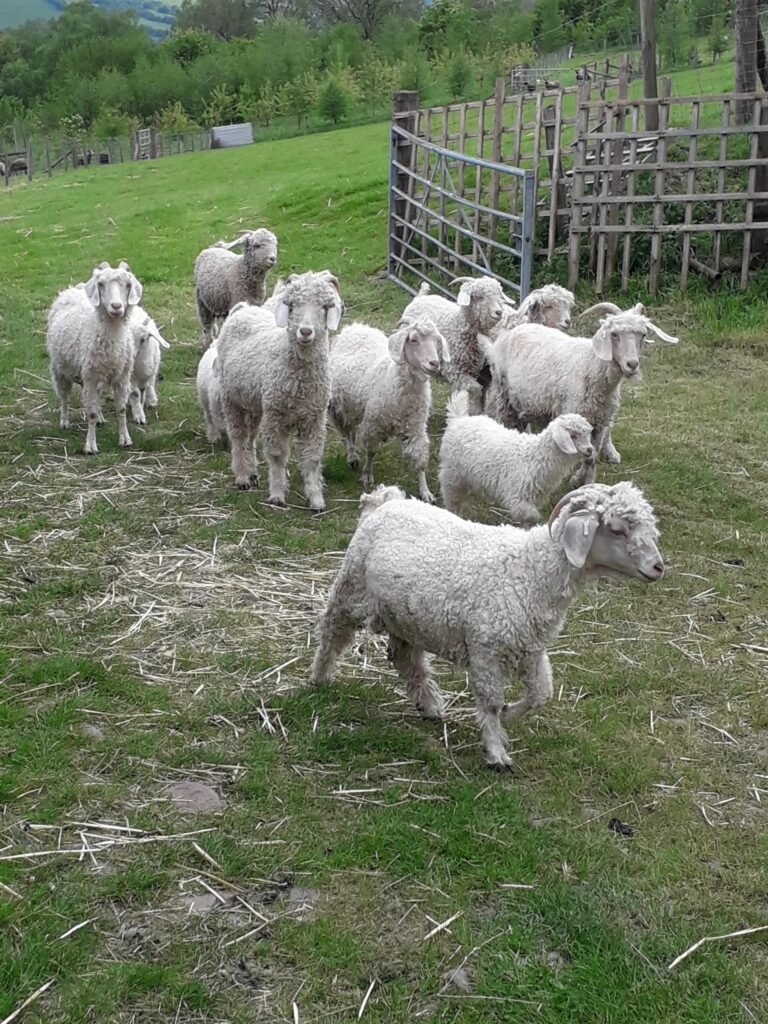 Llwyneuadd flock coming in for tea