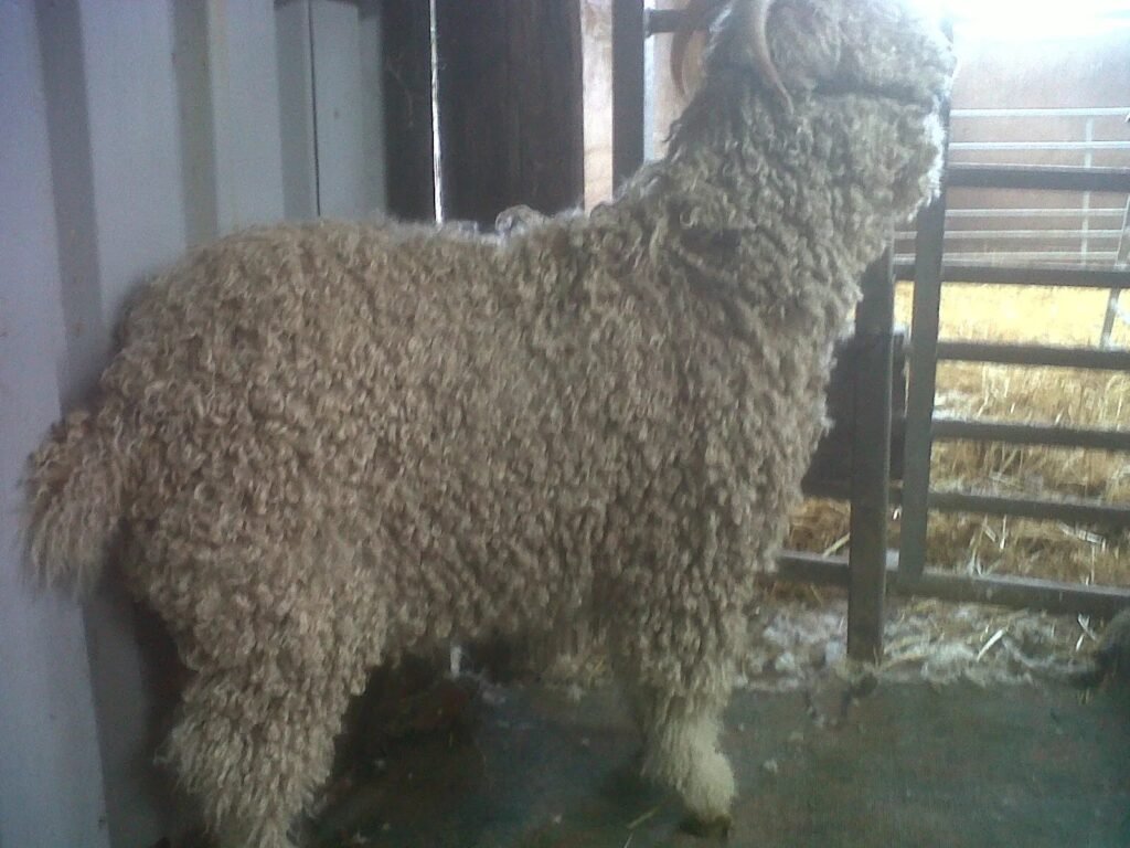 Eric before shearing