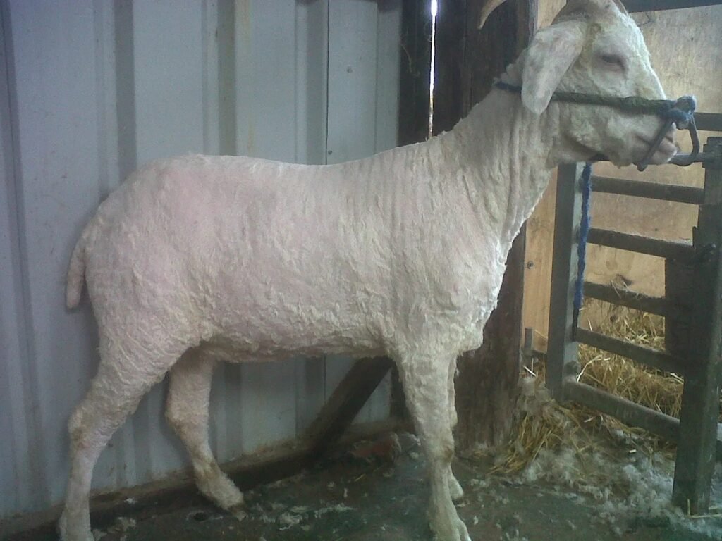 Eric after shearing