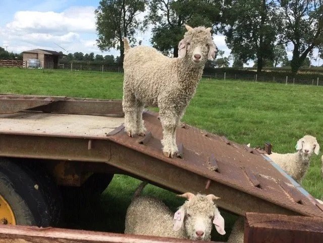 Everything is a climbing frame