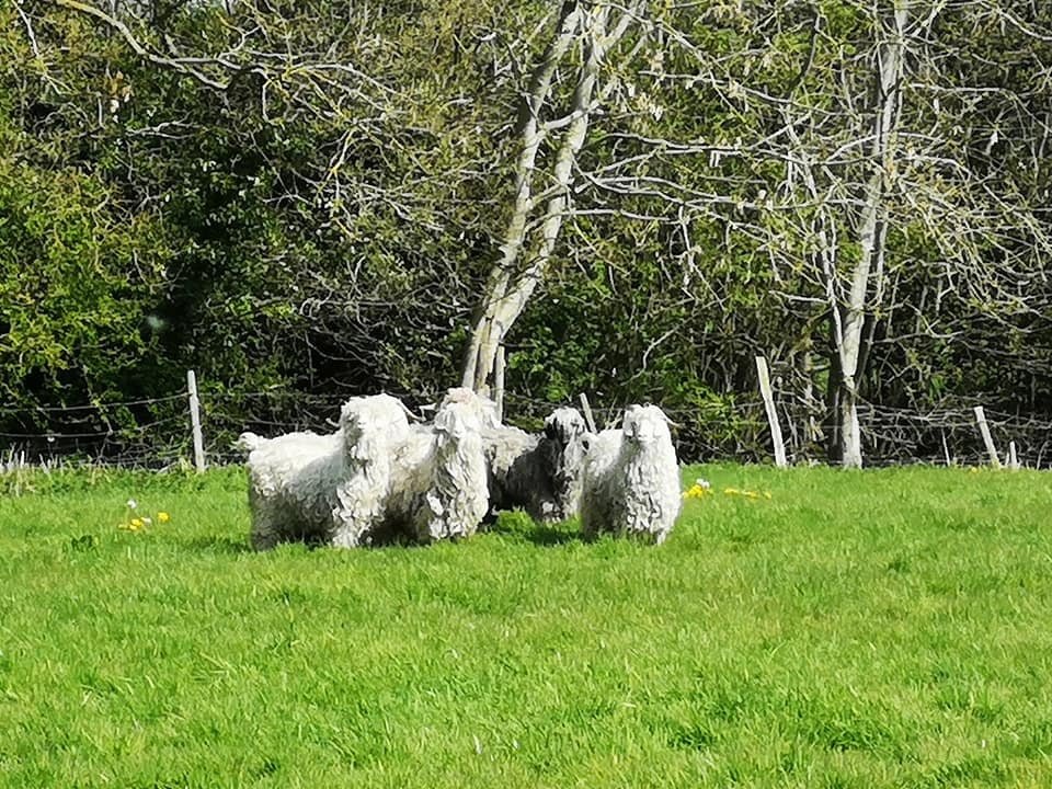 White and grey goats