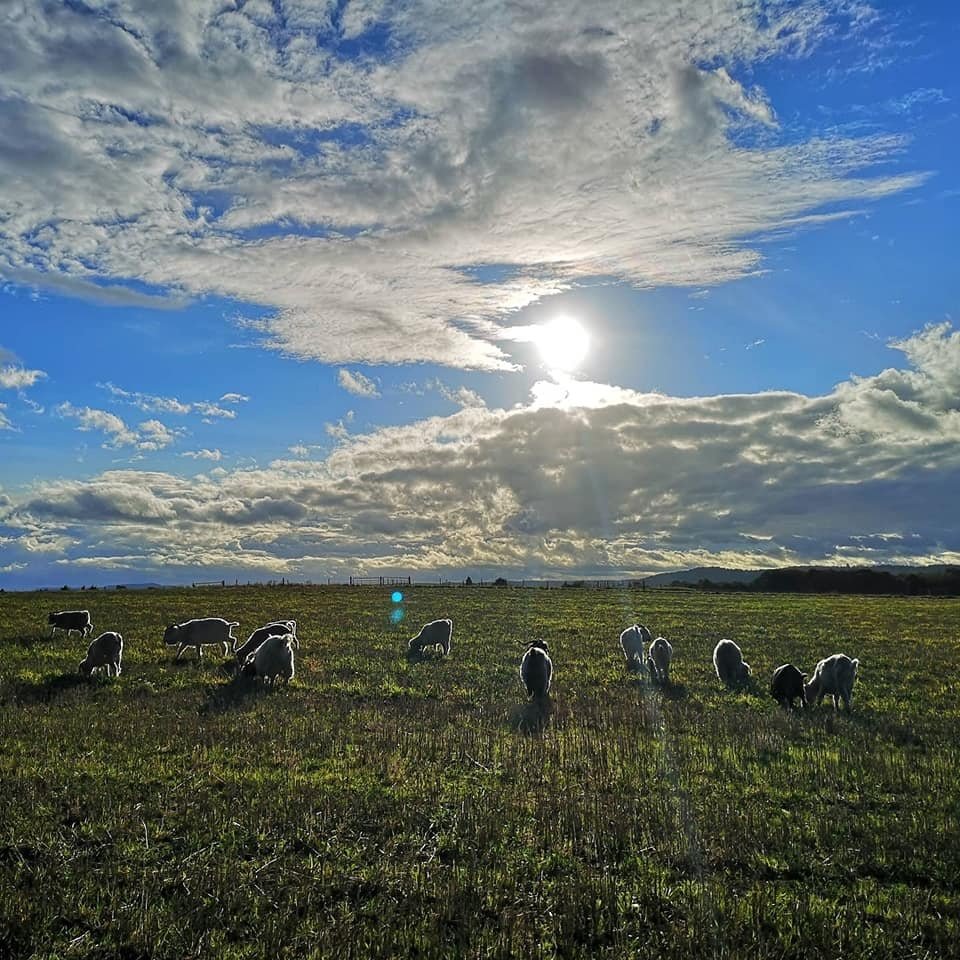 Flock browsing in stubble